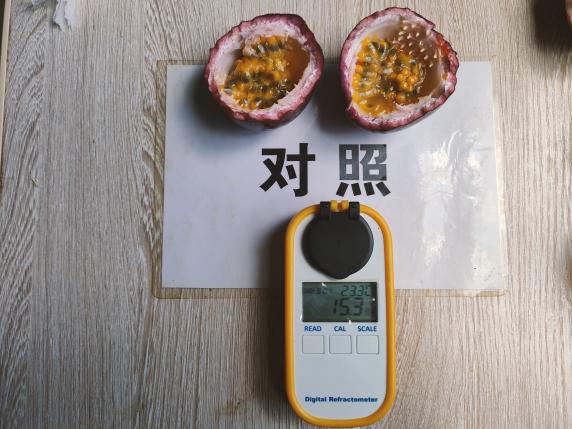 对照田果实甜度.jpg