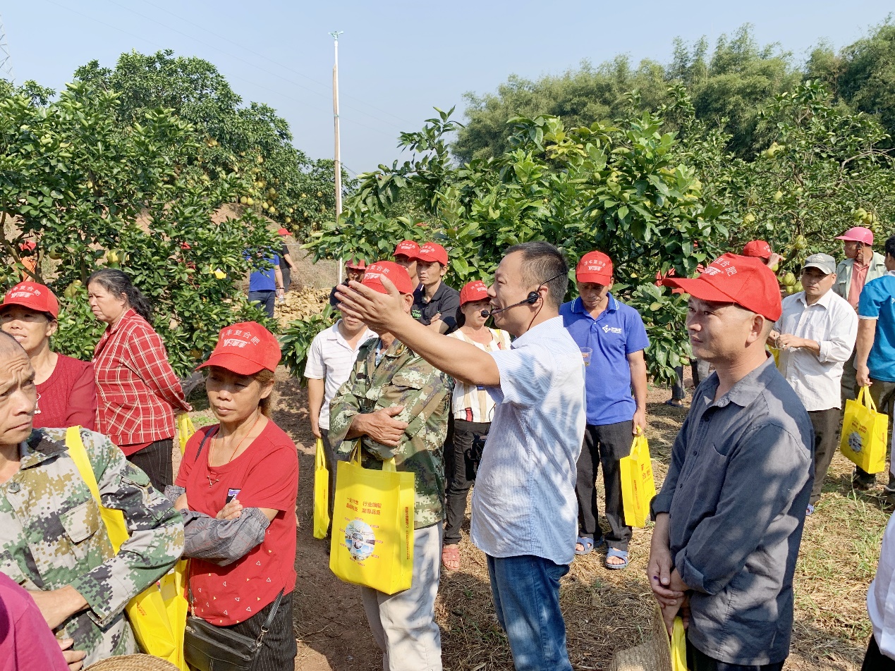 安博电竞西南大区总农艺师李家涛（中）在广西壮族自治区玉林市容县沙田柚示范观摩现。种不ё黾际跫靶Ч步.jpg