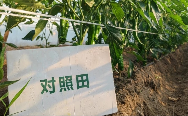 辣椒对照田长势2.jpg